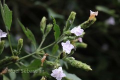 Strobilanthes heyneanus